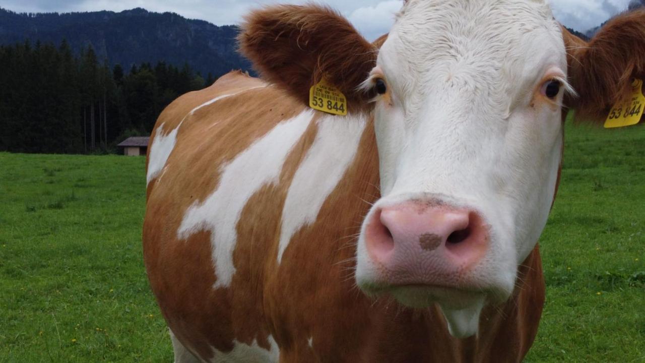 Laerche 2 - Chiemgaukarte Inklusive- Lägenhet Inzell Exteriör bild
